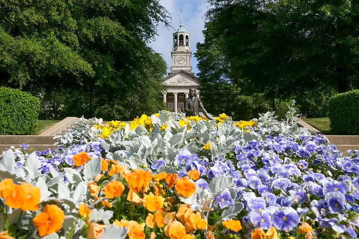 Centennial Walk Pansies