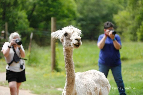 photography at the zoo