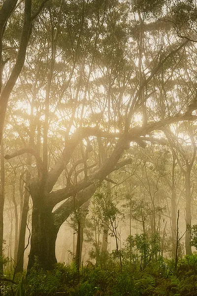 Royal National Park