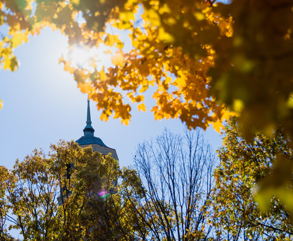 samfordfallleavesgolden